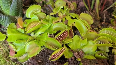 Venus flytraps carnivorous plants. Stock Footage 155064284