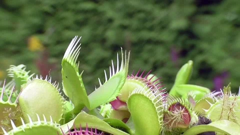 Venus Flytraps Catch Wasps, Dohr, Germany - 17 Jul 2020 Stock Footage 295321715