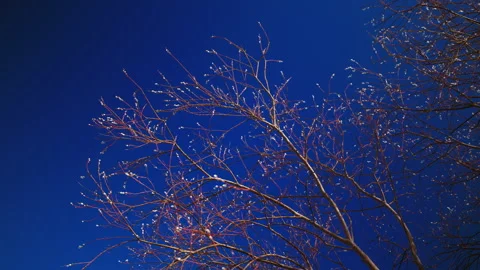 Verba or willow: Twig pattern against electric blue sky, plant window font on Stock Footage 271158187