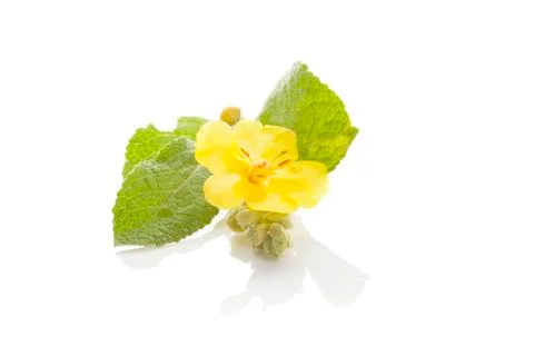 Verbascum, common mullein. Stock Photos
