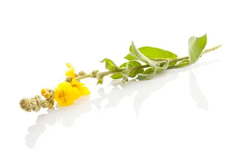 Verbascum, common mullein. Stock Photos