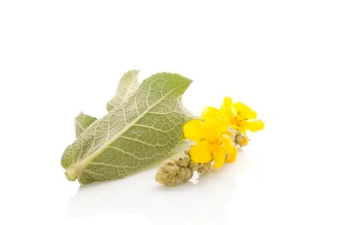 Verbascum, common mullein. Stock Photos