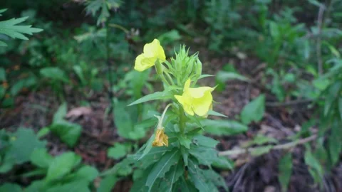 Verbascum on dry meadows Stock Footage 310037826