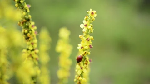 Verbascum thapsus, the great mullein, greater mullein, or common mullein, is  Stock Footage 164150797