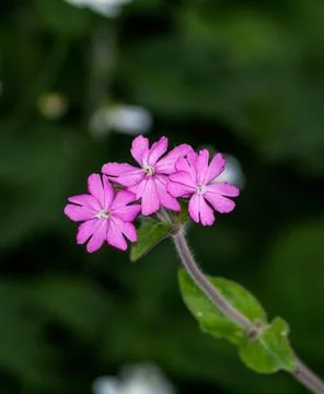 A Verbena flower Foto stock