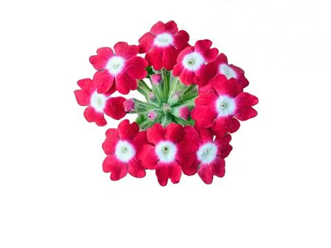Verbena flower in the spring in Romania Stock Photos