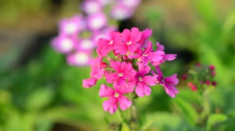 Verbena Stock-Footage 25425879