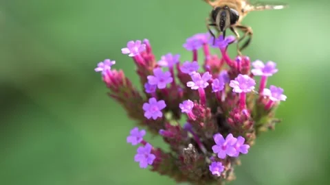 Verbena Hover Fly Stock Footage 161281652