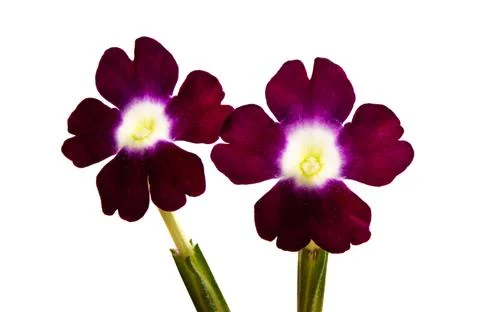 Verbena isolated Stock Photos