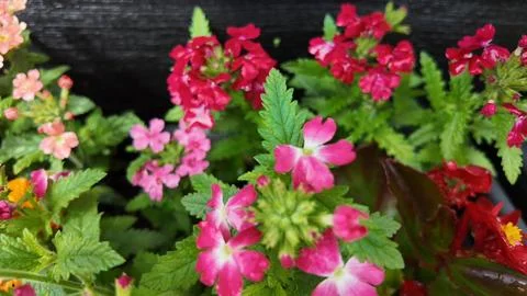 Verbena summer bedding colourful plants Stock Photos