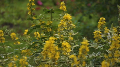 The verbena swings in the wind Stock Footage 167467617