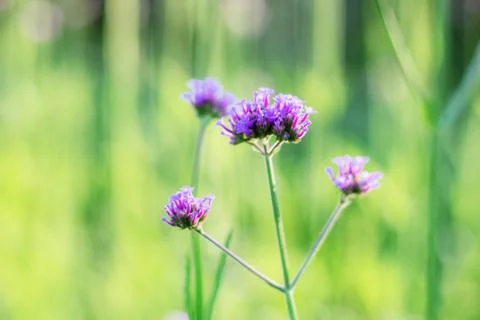 Verbena in the winter. Foto stock