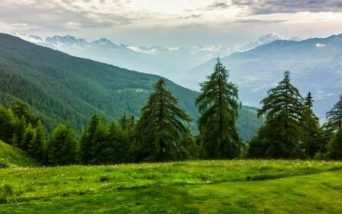 Verdant Alpine Meadow With Pine Trees And Snow Capped Mountain Range Backdr.. Stock Photos