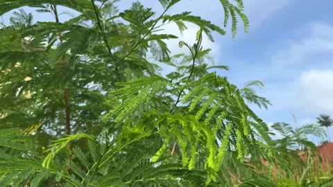 Verdant canopy swaying rhythmically under an expansive azure firmament, a n.. Video stock 325305307