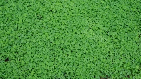 Verdant carpet of tiny round leaves 스톡 동영상 311892701