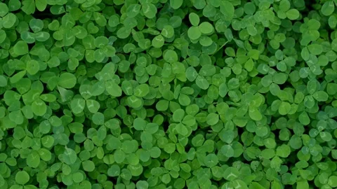 Verdant carpet of tiny round leaves 스톡 동영상 311892972