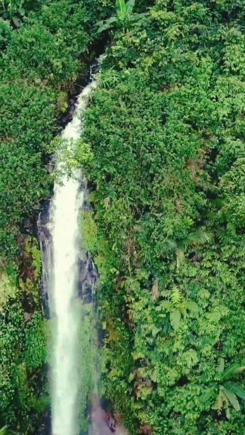 Verdant Cascade: A Rainforest Waterfall Stock Footage 277356775