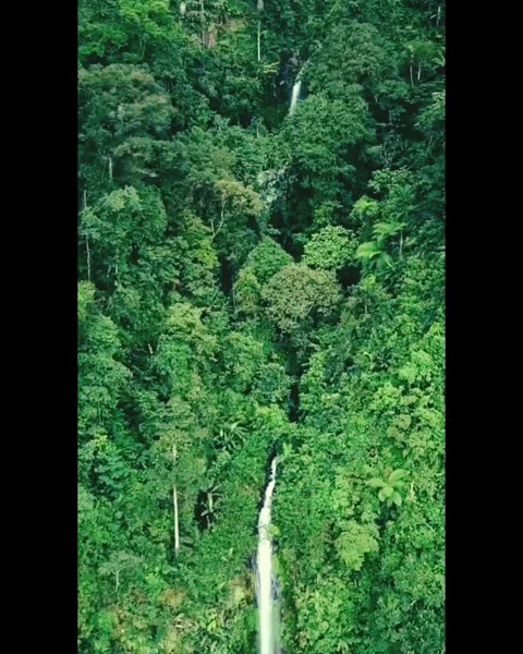 Verdant Cascade: A Study in Tropical Serenity Stock Footage 277356776