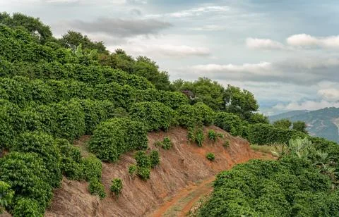 Verdant coffee plantation on a steep mountain slope with dirt road and clouds 스톡 사진