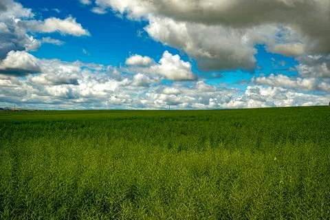 Verdant Crop Fields Stock Photos