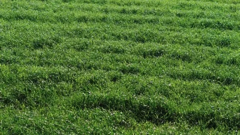 Verdant Fields On A Breeze Morning In Springtime Stock Footage 276651448