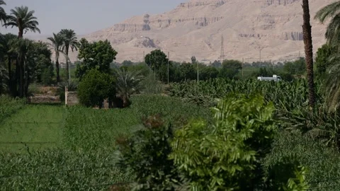 The Verdant Fields of Luxor Stock Footage 220451444