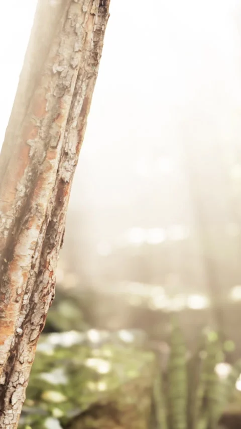 The verdant forest glows under the warmth of the sun Stock Footage 294999335