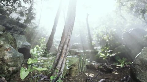 The verdant forest glows under the warmth of the sun Illustrazione stock