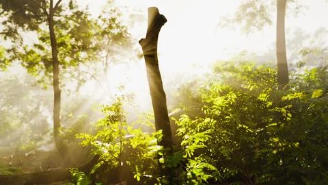 The verdant forest glows under the warmth of the sun Stock Illustration