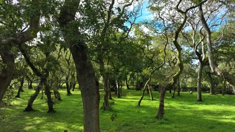 Verdant Forest Ground With Dense Trees. Sideways Stock-Footage 255389142