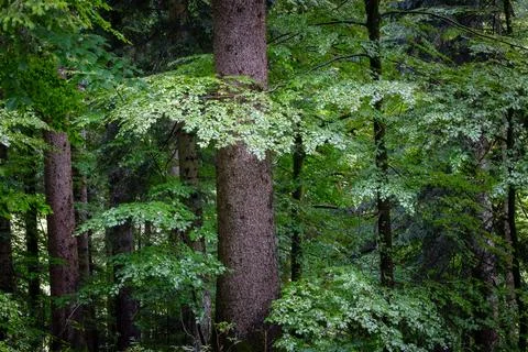 Verdant forest, horizontal landscape Stock Photos