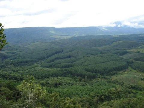 Verdant forest landscape Stock Photos