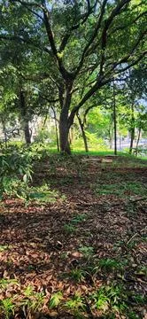 Verdant forest scene Foto stock