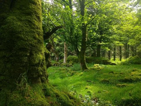 Verdant forest scene Stock Photos