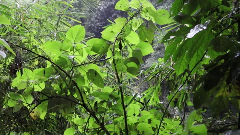 Verdant forest teeming with leaves. Stock Footage 275822790