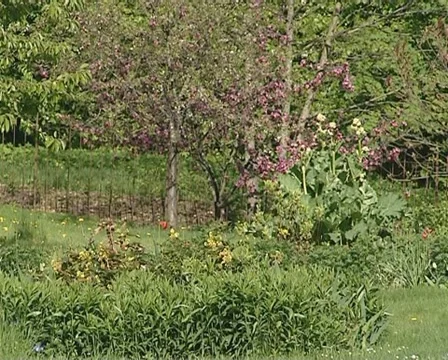 Verdant gardenspring tree Stock Footage 10742712