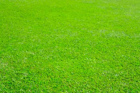 Verdant grassland Stock Photos