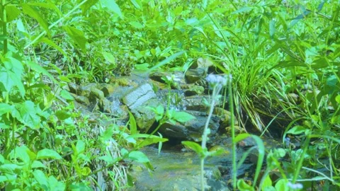 Verdant Haven: A Stream Flowing Through Wild Greenery Stock Footage 285699454