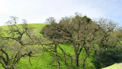 Verdant Hillside Orchard Stock Footage 271396538