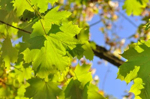 Verdant leaf Foto stock
