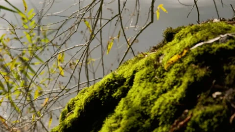 Verdant Moss Covered Bark Stock Footage 301453328