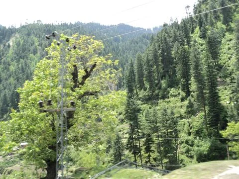 Verdant Mountain Slopes with Dense Pine Forests Stock Photos