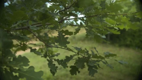 Verdant Oak Branch Showcasing a Cascade of Young Leaves in the Forest Light Stock Footage 257762647