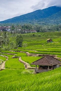 Verdant Paddy Fields Below Forested Peak Foto stock