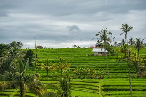 Verdant Paddy Fields Below Forested Peak Stock Photos