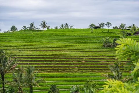 Verdant Paddy Fields Below Forested Peak Fotos de archivo