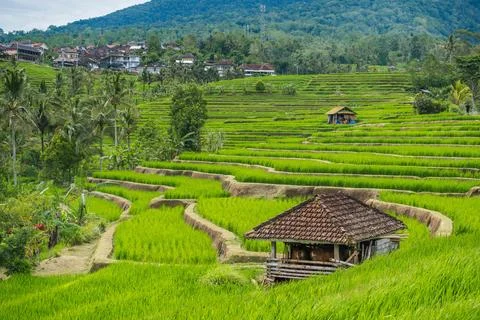 Verdant Paddy Fields Below Forested Peak Stock Photos