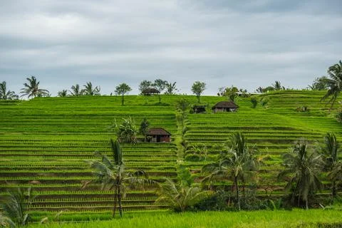 Verdant Paddy Fields Below Forested Peak Foto stock