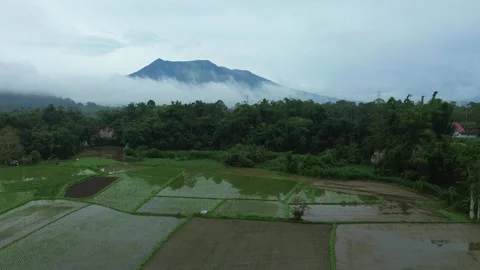 Verdant Paddy Fields Reflecting Overcast Skies Beside a Cloud-Kissed Mounta.. Video stock 337280022