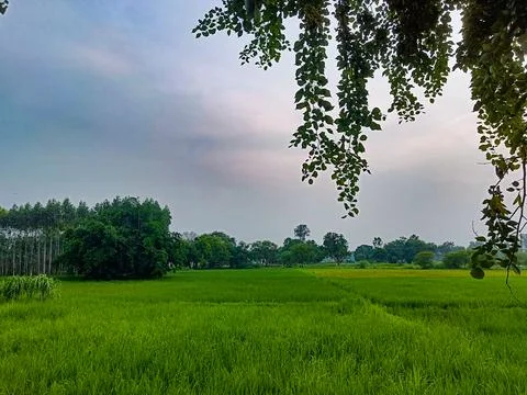 Verdant Paddy Fields Under a Soft Sky Stock Photos